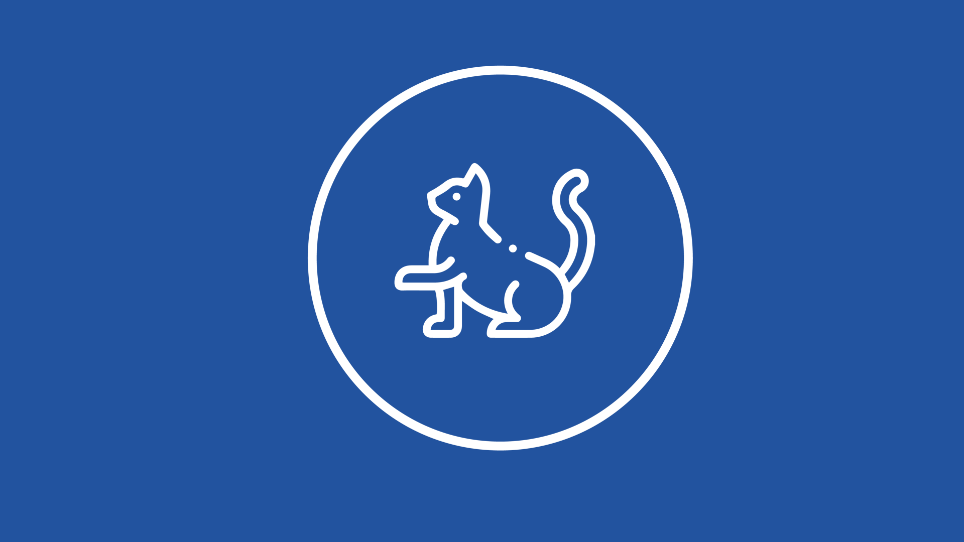 Unterstützung von Katzen mit Hyperthyreose durch Ernährung